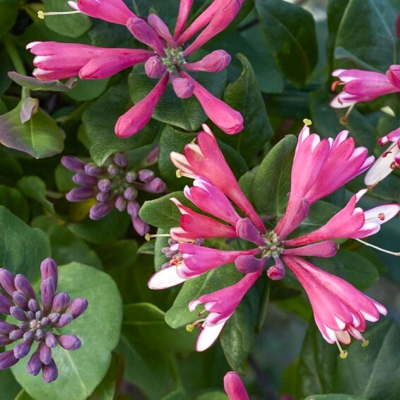 Жимолость Гекротта - 1