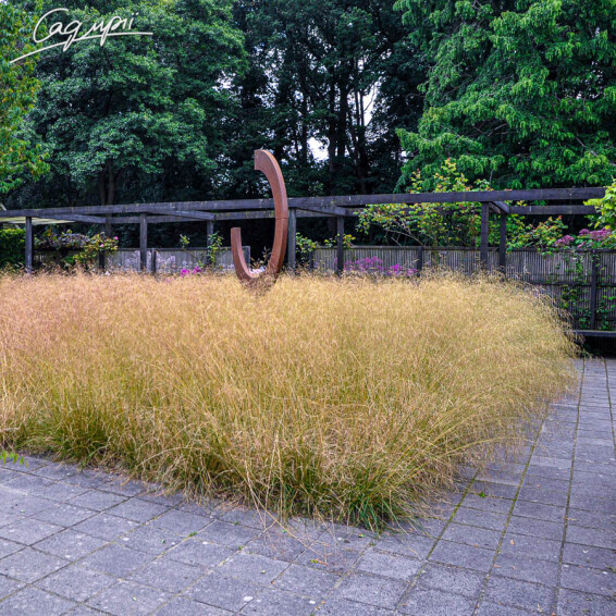 Щучник дернистий - 4 Щучник дернистий - 4