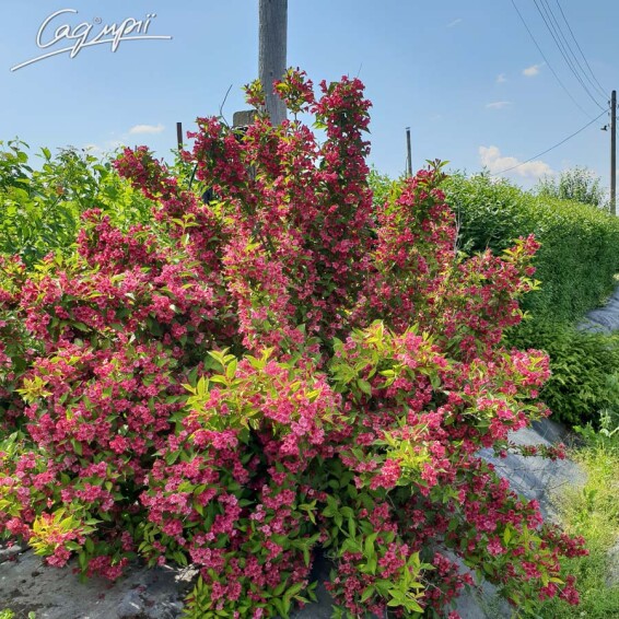 Вейгела 'Lucifer' ® #4, С7 - - 1