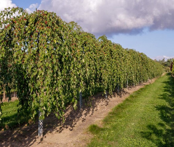 Яблуня 'Red Jade' - 8 Яблуня 'Red Jade' - 8