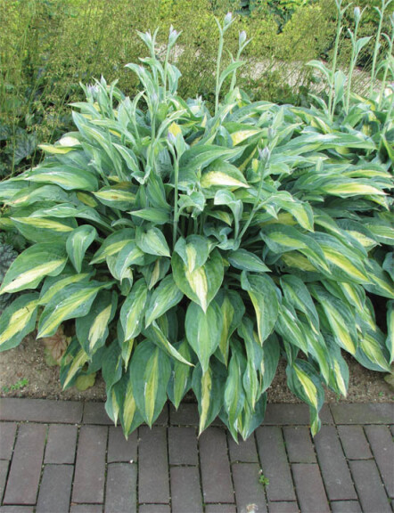 Хоста 'Striptease' - 1