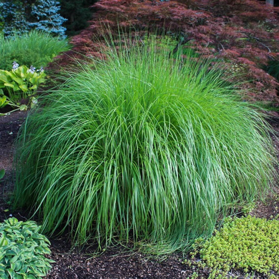 Пенісетум лисохвістний 'Hameln', С1 - - 5