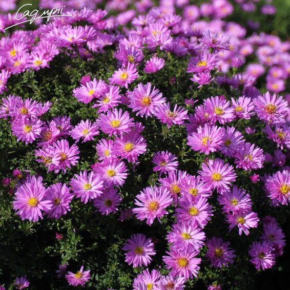 Астра кустарниковая 'Rosenwichtel' - 5 Астра кустарниковая 'Rosenwichtel' - 5