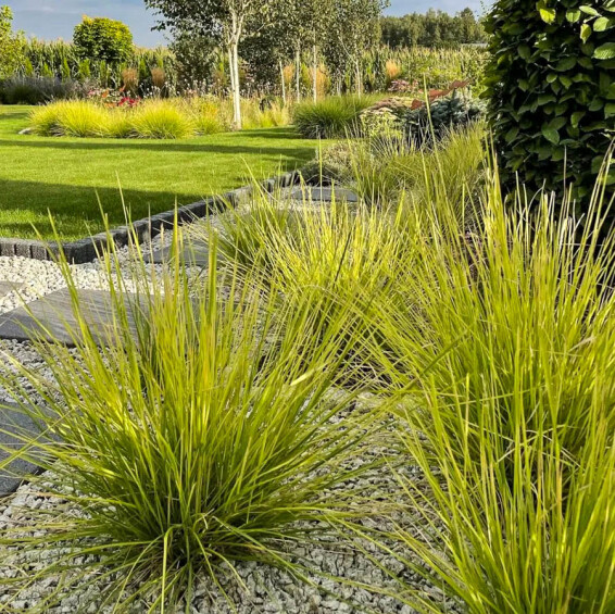 Сеслерія осіння - 1 Сеслерія осіння - 1