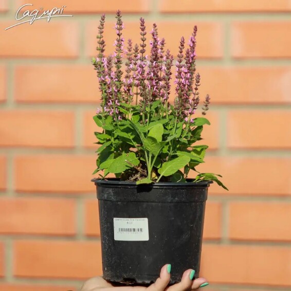 Шавлія лісова 'Pink Paradise' - 4