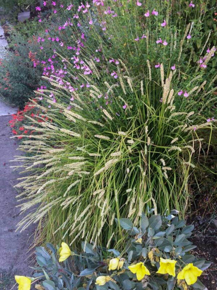 Сеслерия осенняя #1, ГК - - 2 Сеслерия осенняя #1, ГК - - 2