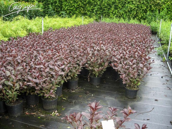 Вейгела квітуча 'Nana Purpurea' - 2