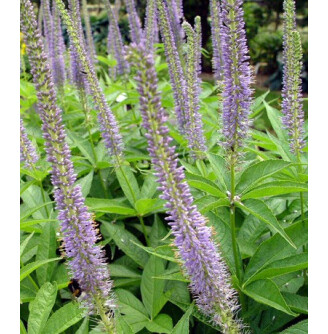 Веронікаструм 'Apollo'