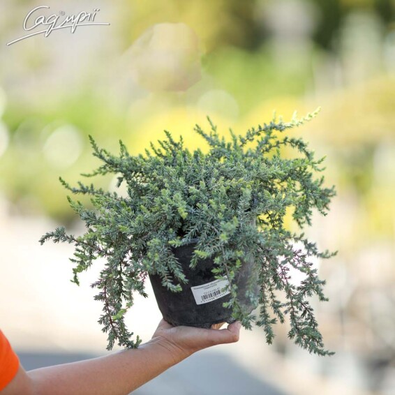 Ялівець звичайний 'Greenmantle' - 4