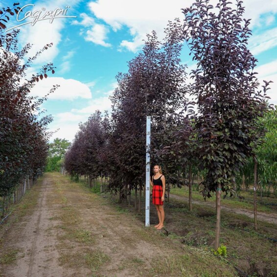 Черемшина віргінська ‘Canada Red’ - 1