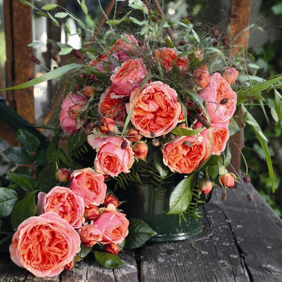 Роза 'Chippendale' - 2