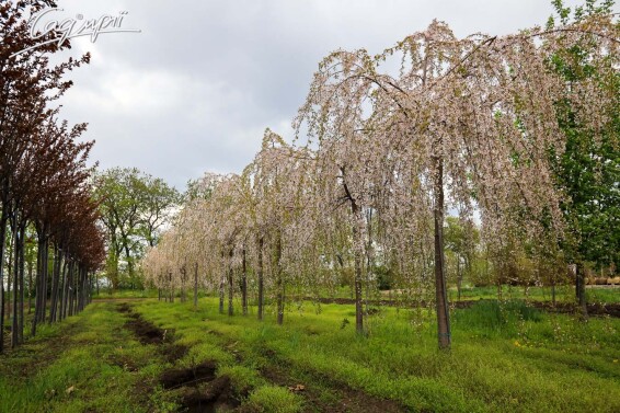 Вишня субхиртела 'Pendula' - 11