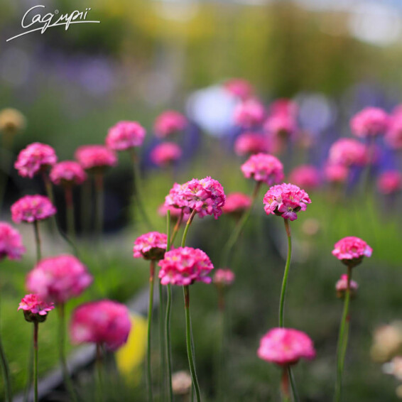 Армерія приморська 'Rubrifolia', p9 - - 1 Армерія приморська 'Rubrifolia', p9 - - 1