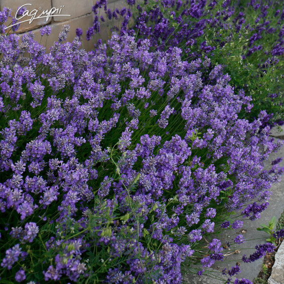 Лаванда вузьколиста 'Munstead', p9 - - 6