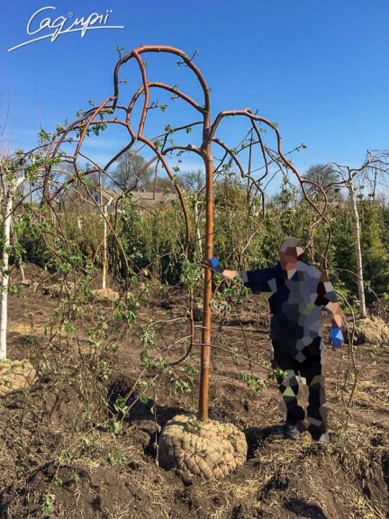 Рябина обыкновенная 'Pendula' #4, WRB 18--20 225-250 St. 200-225 - 3 Рябина обыкновенная 'Pendula' #4, WRB 18--20 225-250 St. 200-225 - 3