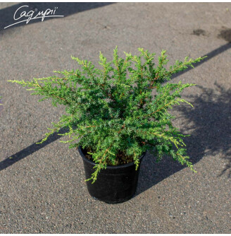 Ялівець звичайний 'Barton'