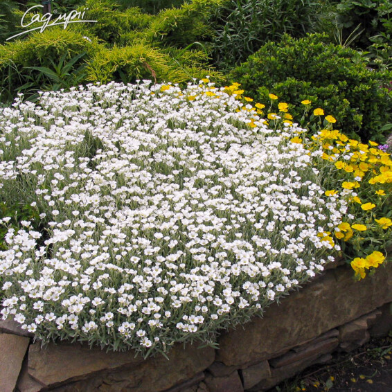 Роговик повстяний - 3