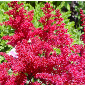 Астільба японьска 'Montgomery'®