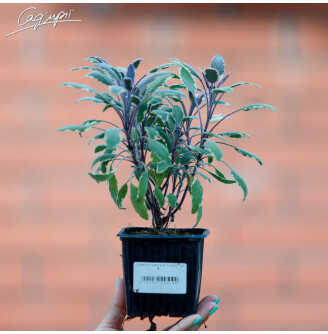 Шавлія лікарська 'Tricolor'