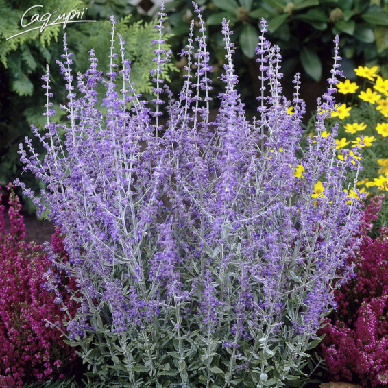 Перовскія лебедолистна - 3 Перовскія лебедолистна - 3