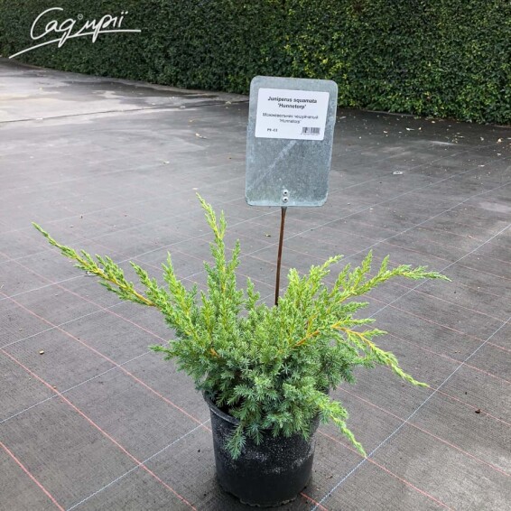 Ялівець лускатий 'Hunnetorp' - 2