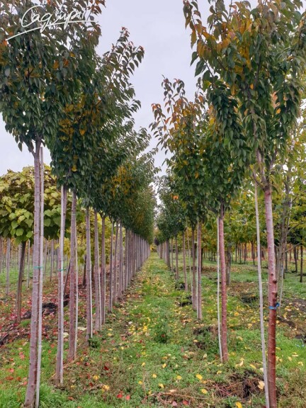 Сакура дрібнозубчаста 'Kanzan' - 13