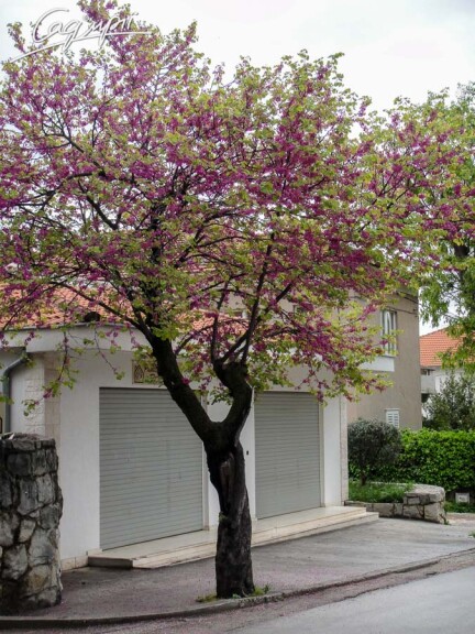 Церціс канадський #3, WRB - 200-250 - - 6