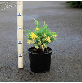 Ялівець віргінський 'Hetz Variegata'