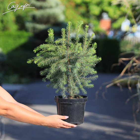 Ялина сербська - 4