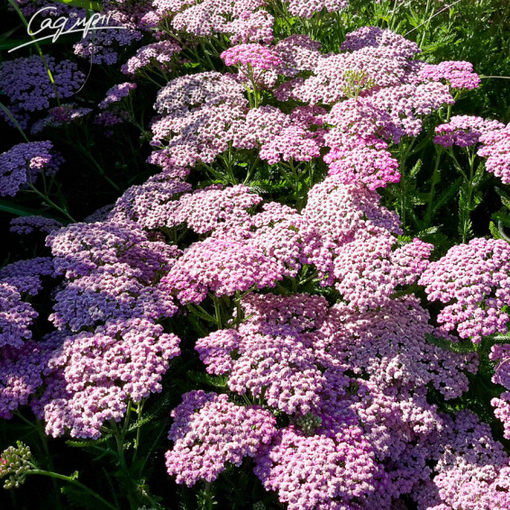 Тысячелистник гибридный 'Tutti Frutti 'Pink Grapefruit' ®' - 7 Тысячелистник гибридный 'Tutti Frutti 'Pink Grapefruit' ®' - 7