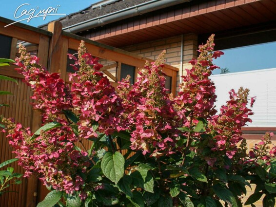 Гортензия метельчатая 'Wim's Red' ® - 6 Гортензия метельчатая 'Wim's Red' ® - 6