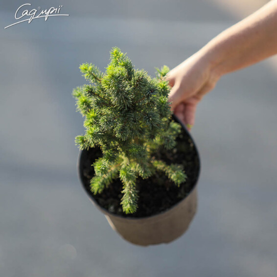 Ялина сиза 'Conica' - 8 Ялина сиза 'Conica' - 8