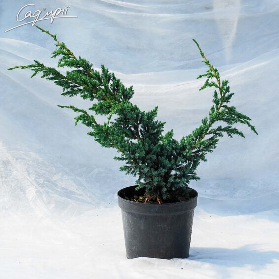 Можжевельник чешуйчатый 'Meyeri' - 5