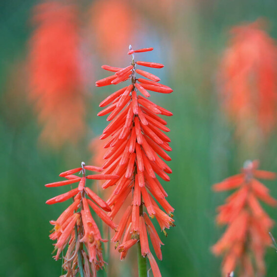 Кніфофія 'Red Rocket'®#1, C3 - - 3