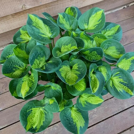 Хоста 'Sunset Grooves' #1, С2 - - 3