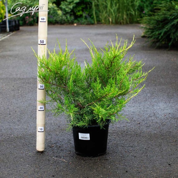 Можжевельник китайский 'Kuriwao Gold' - 3