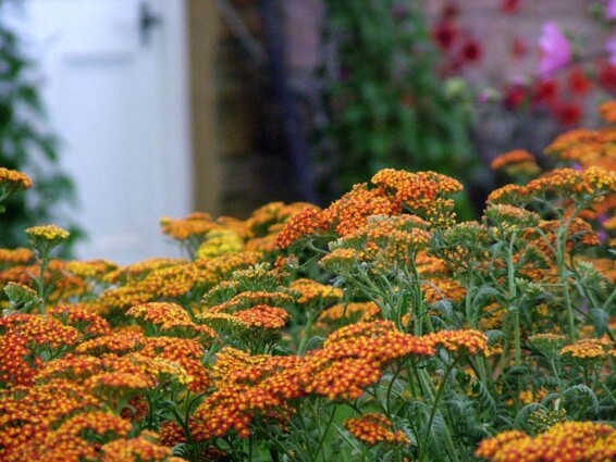 Тысячелистник гибридный 'Terracotta', C3 - - 1