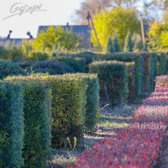 Бирючина обыкновенная 'Atrovirens', формов. шар - 5