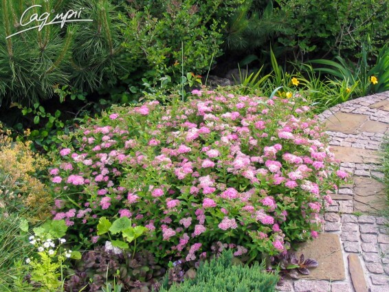 Спирея японская 'Little Princess', p9 - - 4 Спирея японская 'Little Princess', p9 - - 4