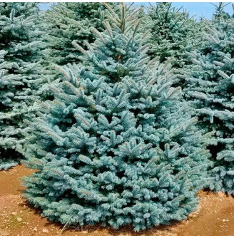 Ялина колюча 'Edith'