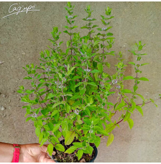 Мята бергамотная