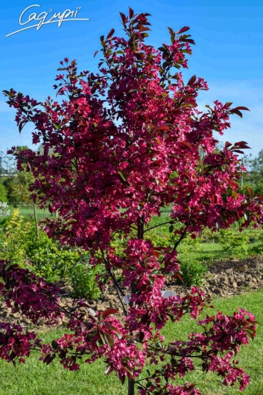 Яблуня торинго 'Freja' - 4 Яблуня торинго 'Freja' - 4