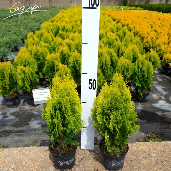 Туя західна 'Aurea Nana' - 3