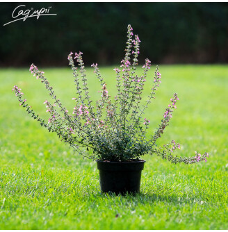 Дубровник світлий