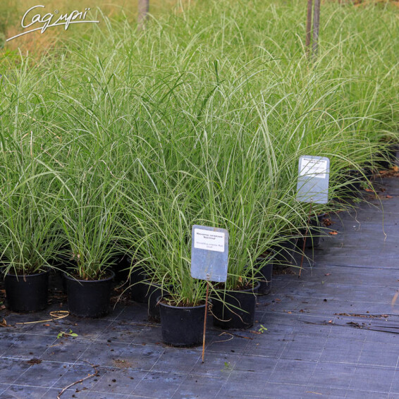 Мискантус китайский 'Red Chief', C3 - - 4