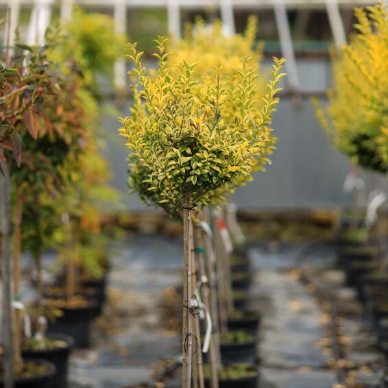 Бирючина овальнолиста 'Aureum', штамбова форма - 1