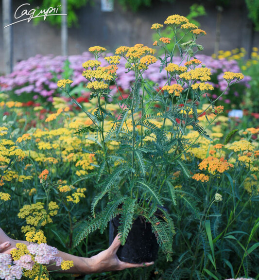 Тысячелистник гибридный 'Terracotta', p9 - - 2