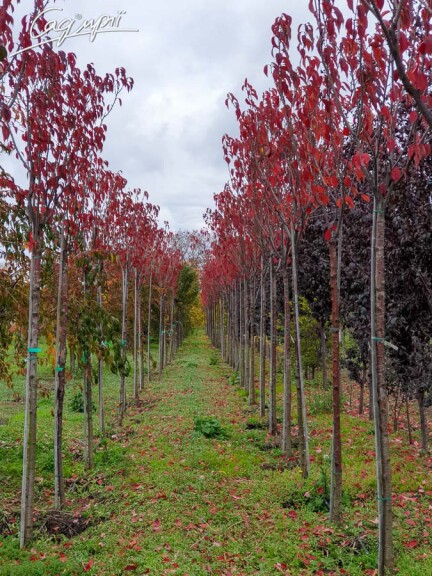 Сакура дрібнозубчаста 'Royal Burgundy' - 10