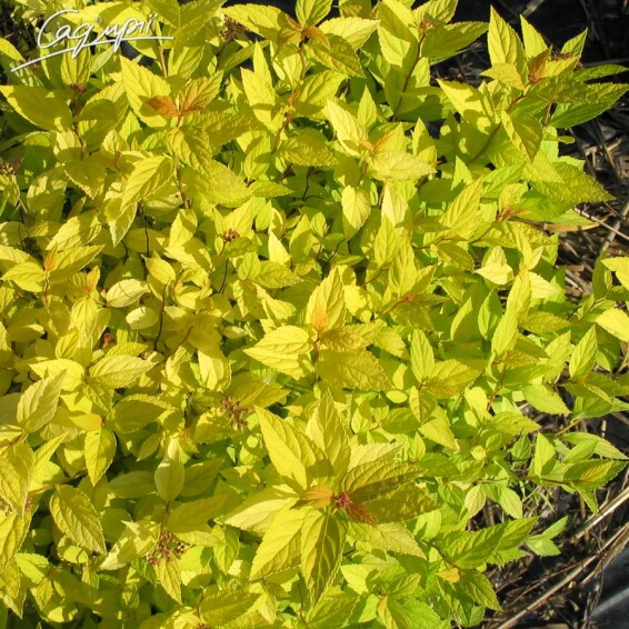 Спірея японська 'Goldmound' - 4