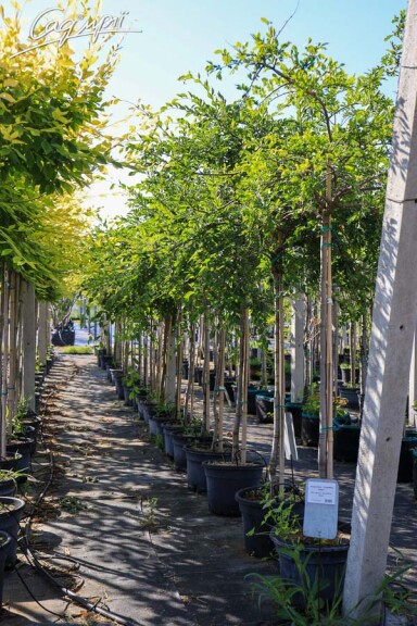 В'яз малий 'Jacqueline Hillier' - 3 В'яз малий 'Jacqueline Hillier' - 3